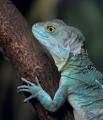 Reptile 0809